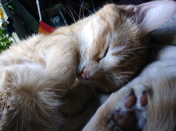 a photo of my cat Taffy, an orange tabby cat. her nose is a pale pink. she's asleep and curled up. you can see her back foot toe beans, which are also pink, in the bottom right corner